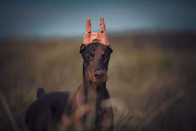 Portrait of dog on land