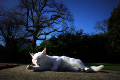 White cat yawning on street at night