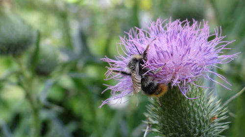 Close-up of bee on thistle flower