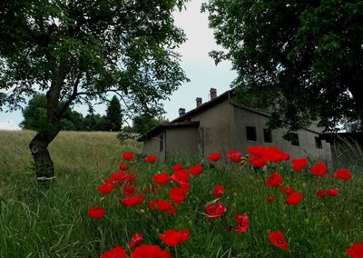 Red flowering plants on field against sky