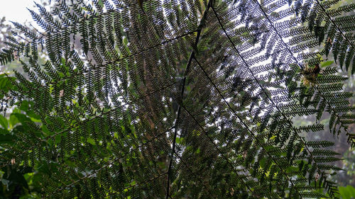 Low angle view of plants growing in forest