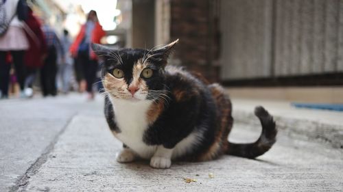 Portrait of cat sitting on footpath