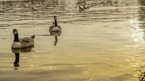 Duck swimming in lake