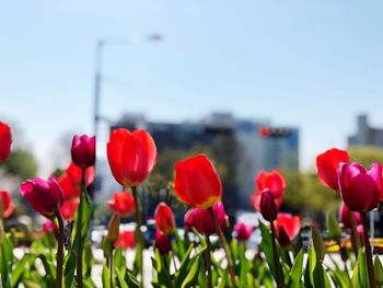 Close-up of red tulips in field against sky