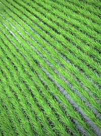 Full frame shot of crops on field