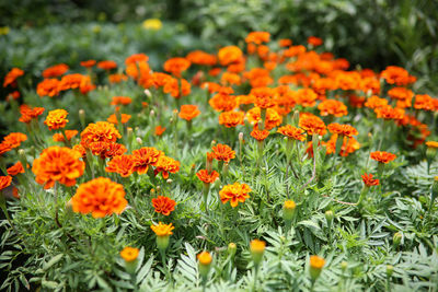 Close-up of orange flowers growing on field