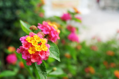 Close-up of pink flowering plant