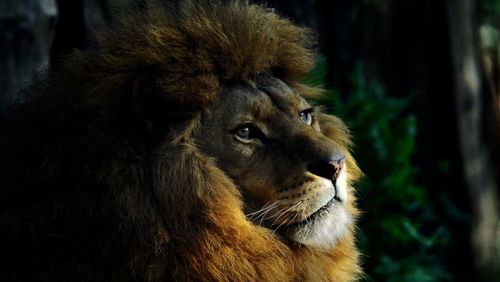 Close-up of lion looking away