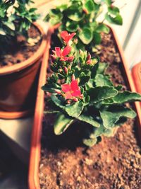 Close-up of potted plant