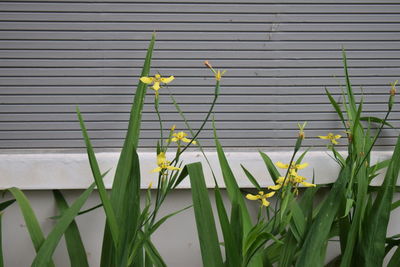 Close-up of yellow flowering plants