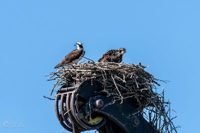 Low angle view of birds perching on nest