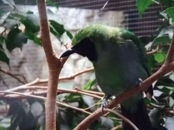 Close-up of bird perching on branch