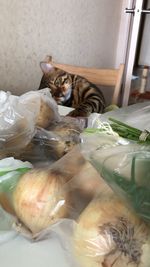 High angle view of cat resting in plastic