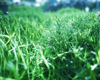 Close-up of raindrops on grass