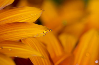 Close-up of wet yellow flower