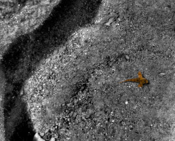 High angle view of lizard in water