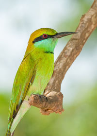 Close-up of a bird perching on branch