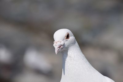 Close-up of swan