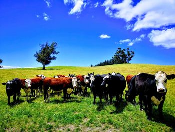Cows standing in a field