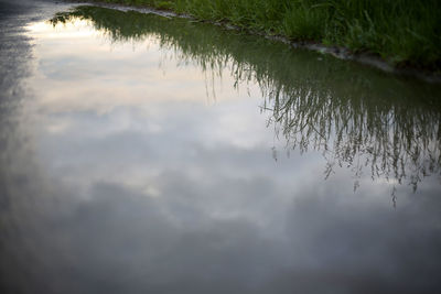 Reflection of trees in water