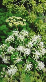 Close-up of white flowers