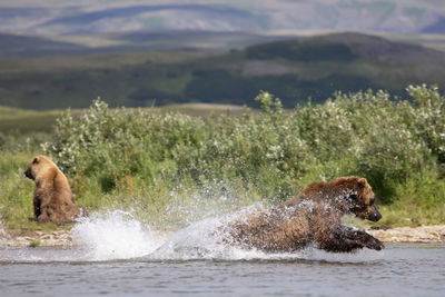 High angle view of a dog in lake