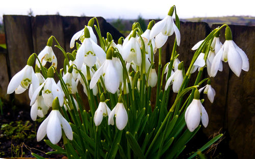 Close-up of white flowers blooming outdoors