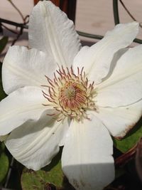 Close-up of white flower blooming outdoors