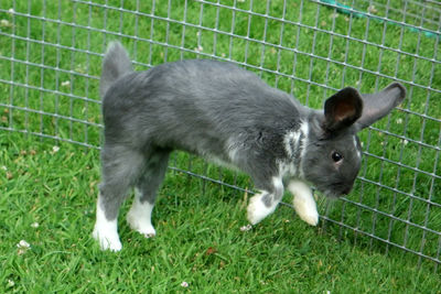 Dog grazing on grassy field