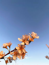 Low angle view of tree against clear sky