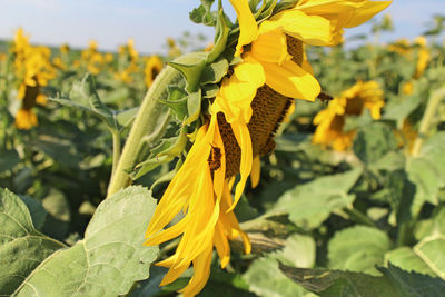 Close-up of yellow sunflower blooming in field