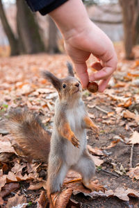 Close-up of hand holding squirrel on field