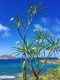 Low angle view of palm trees against blue sky