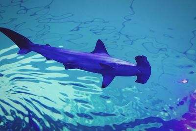 Fish swimming in water