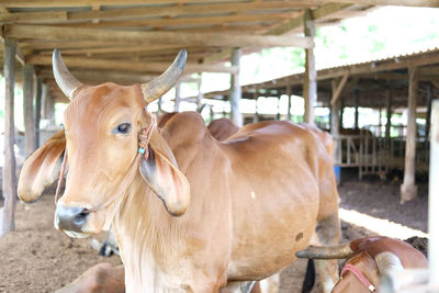 Cow in stall cowshed in farm. ranch farmland agriculture livestock