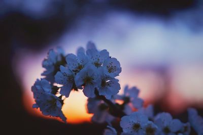 Close-up of flower tree