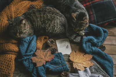 High angle view of cats on sweaters at home