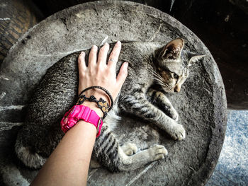 Overhead view of a person stroking a cat