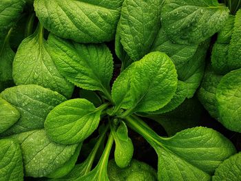 Full frame shot of green leaves