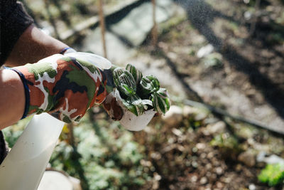 Cropped hands holding plant