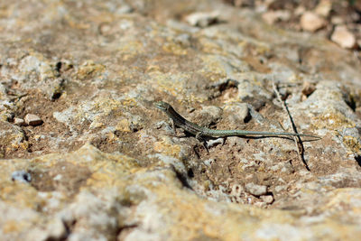 Close-up of lizard on rock