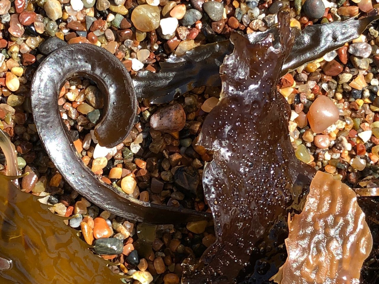 HIGH ANGLE VIEW OF A REPTILE IN A WATER