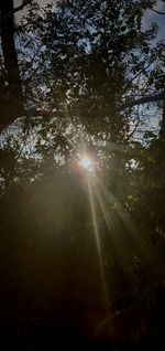 Sunlight streaming through trees in forest