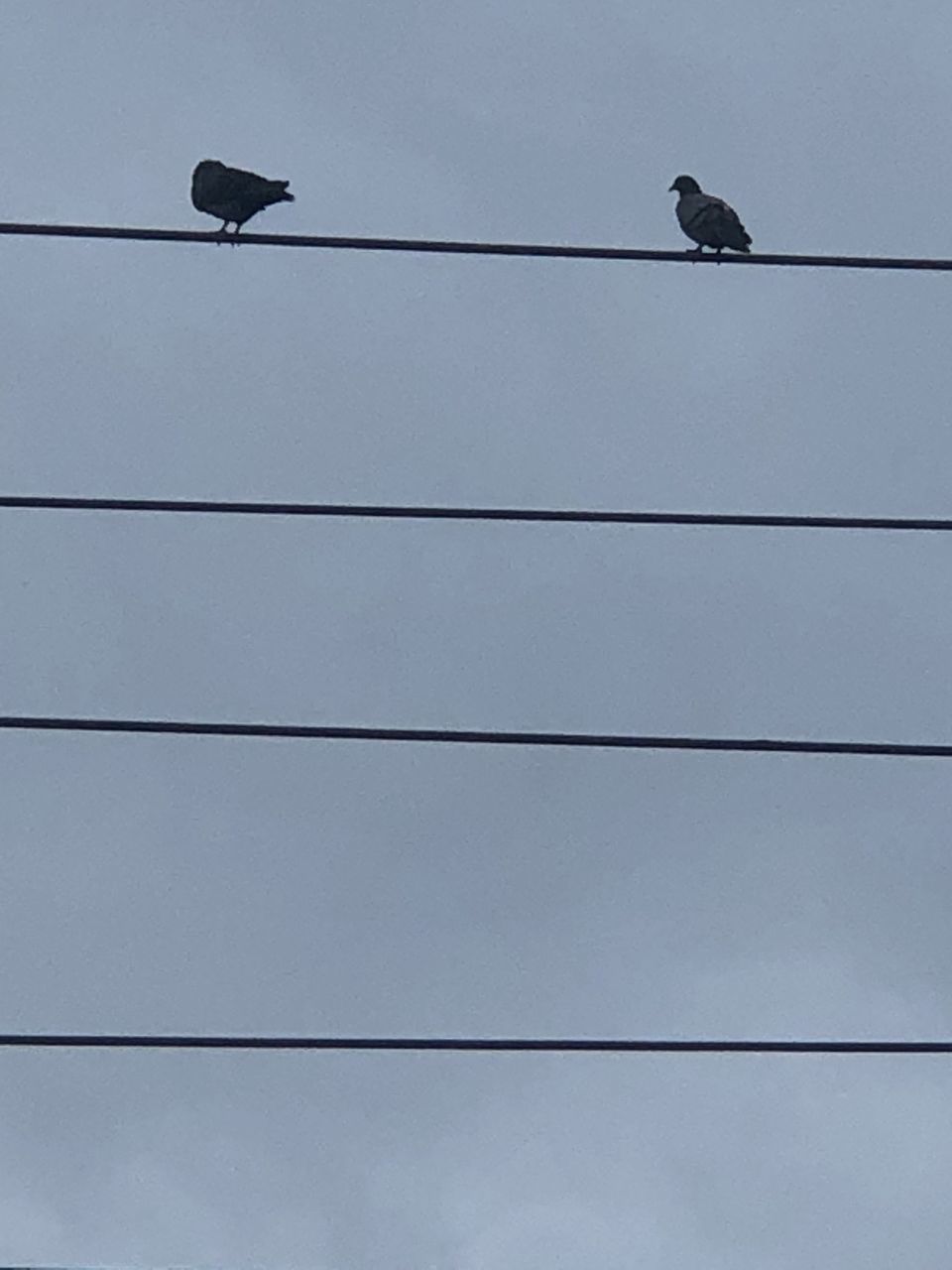 LOW ANGLE VIEW OF BIRD ON CABLE