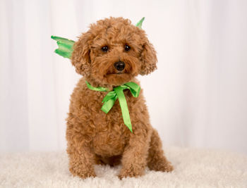 Portrait of dog wearing ribbon on bed