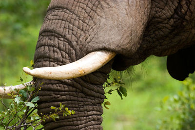 Elephant eating leaves, kruger national park