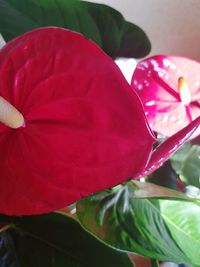 Close-up of pink rose flower