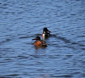 Ducks swimming on lake