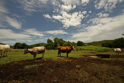 Horses grazing in a field