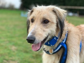 Close-up of dog looking away